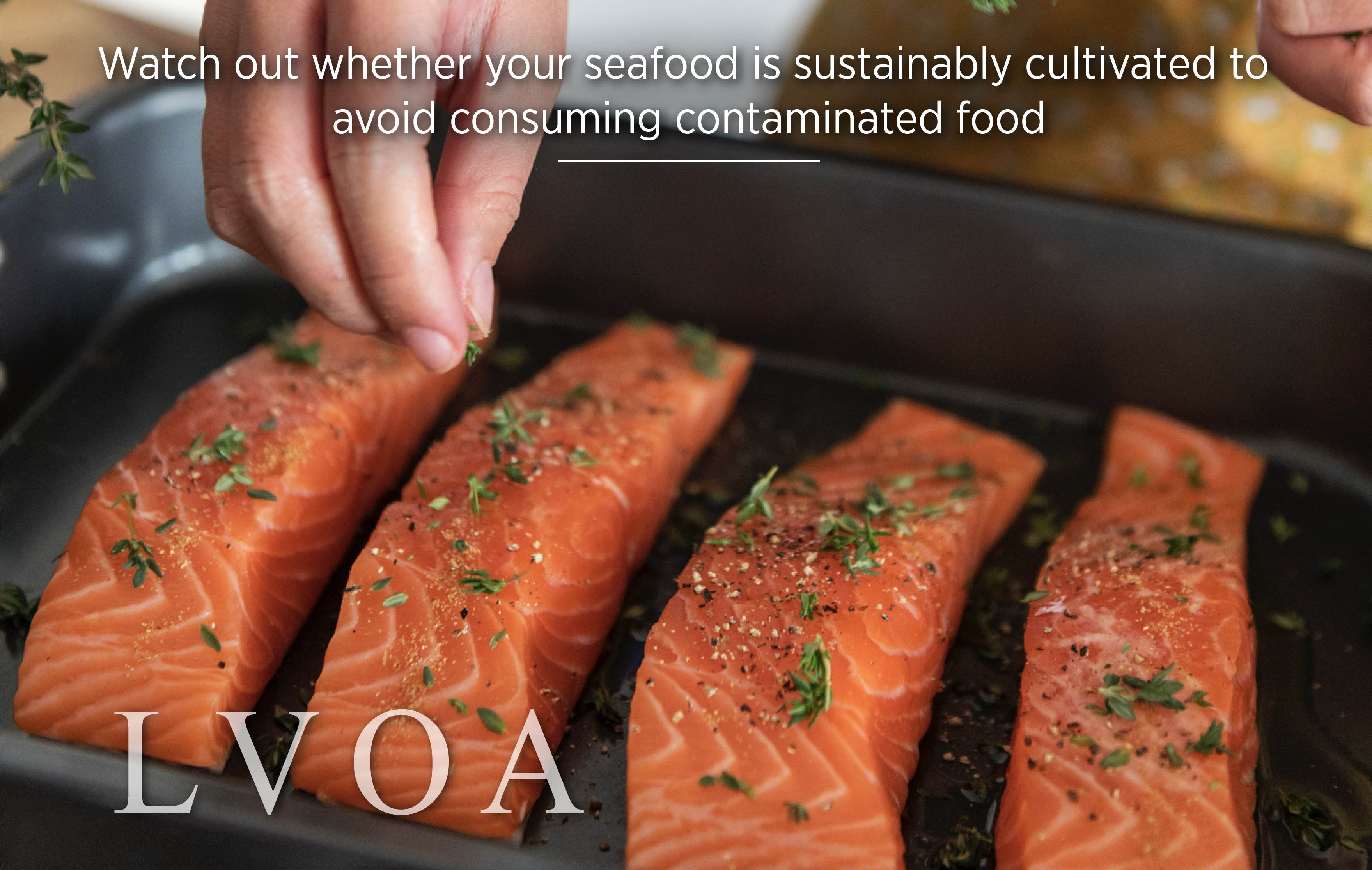 Watch out whether your seafood is sustainably cultivated to avoid consuming_LVO_Associates